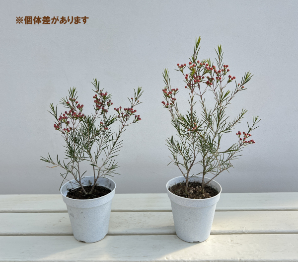 ワックスフラワー:赤玉3.5号鉢植え