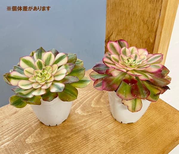 アエオニウム:傾城 2.5号ポット
