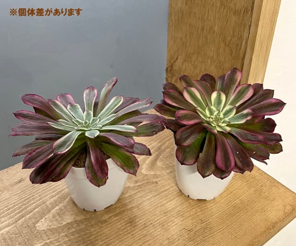 園芸ネット本店｜アエオニウム：ブルーハイドランイジア 2.5号ポット
