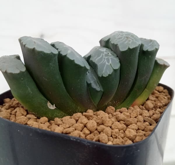 多肉植物 ハオルチア 台湾李氏実生名品 氷河の門 濃*0様 多肉植物 ハオルチア 台湾李氏実生 - メルカリ