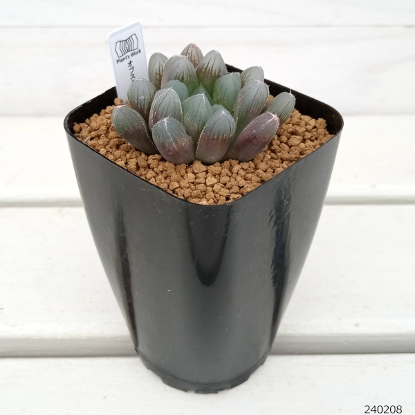 5個　新品種　真珠タワー　2頭　大　多肉植物 807現物 多肉植物 フロストフラワー 特大 抜き苗 | るる農園