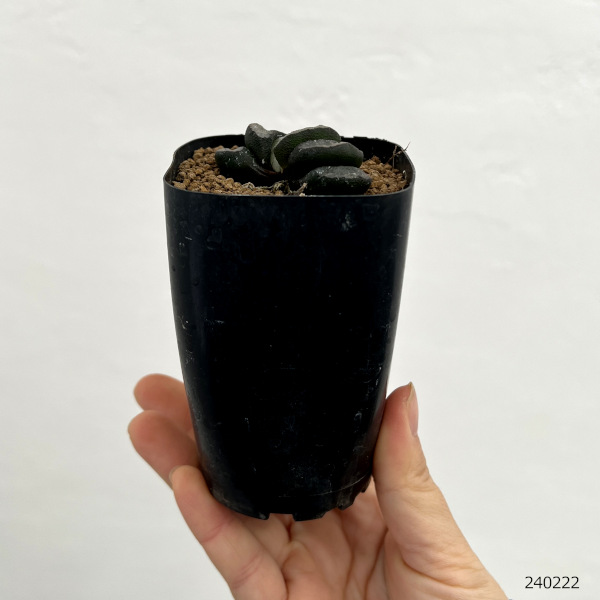 園芸ネット本店｜ハオルチア：交配実生株（徳田マンモス×FST1-1） 2.5