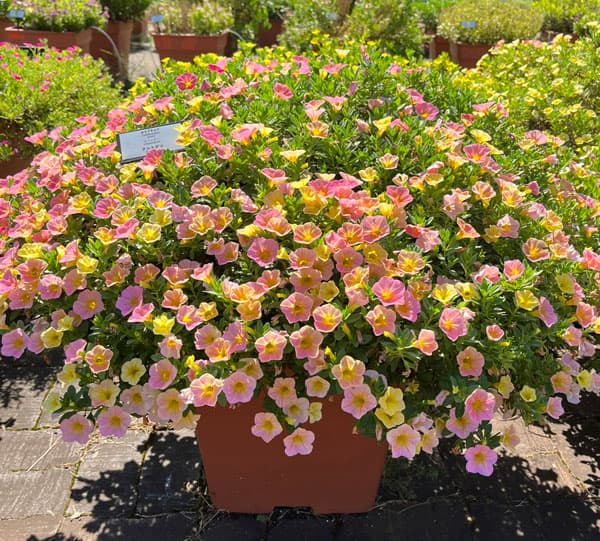 [26年4月下旬予約]カリブラコア：カメレオン　タルトデコ3.5号ポット