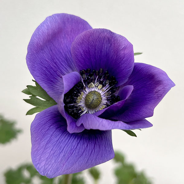 アネモネ:ミストラル アジュール(パープル系)3-3.5号ポット 3株セット