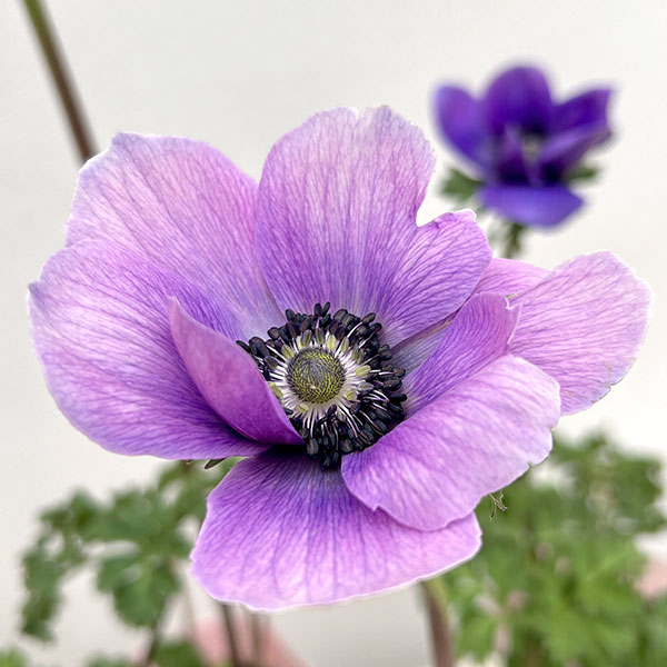 アネモネ:ミストラル アジュール(パープル系)3-3.5号ポット 3株セット