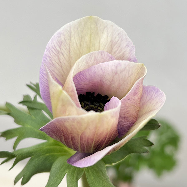 アネモネ:ミストラル アジュール(パープル系)3-3.5号ポット 3株セット