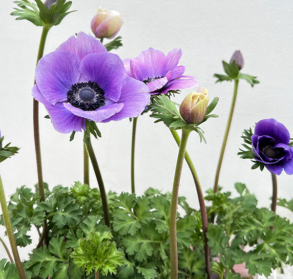 アネモネ:ミストラル アジュール(パープル系)3-3.5号ポット 3株セット
