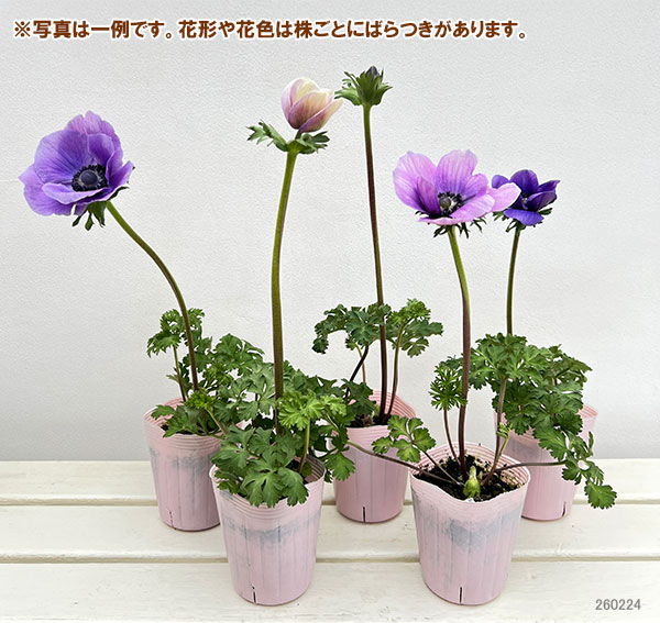 アネモネ:ミストラル アジュール(パープル系)3-3.5号ポット 3株セット
