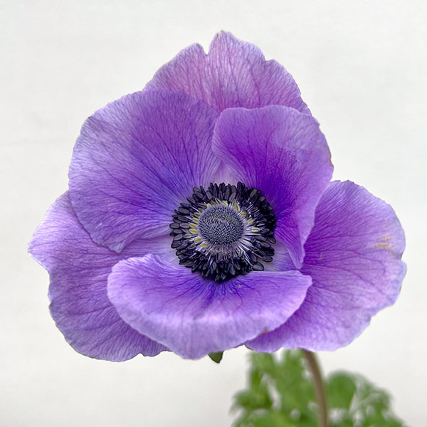 アネモネ:ミストラル アジュール(パープル系)3-3.5号ポット 3株セット