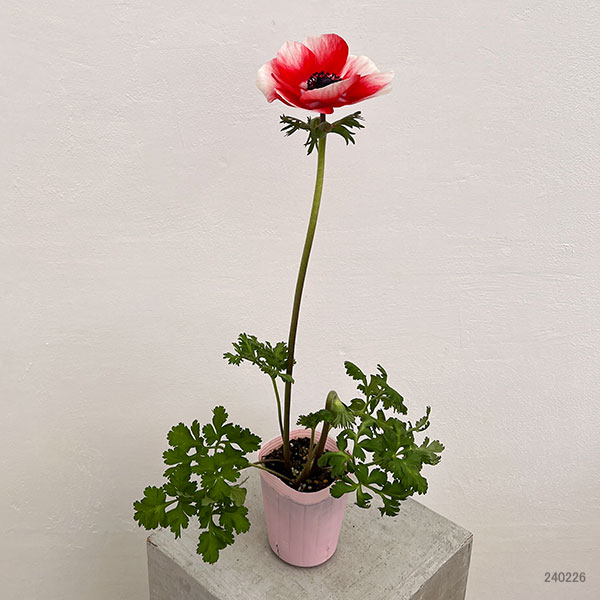 園芸ネット本店｜アネモネ：ミストラル レッド系3-3.5号ポット の通販