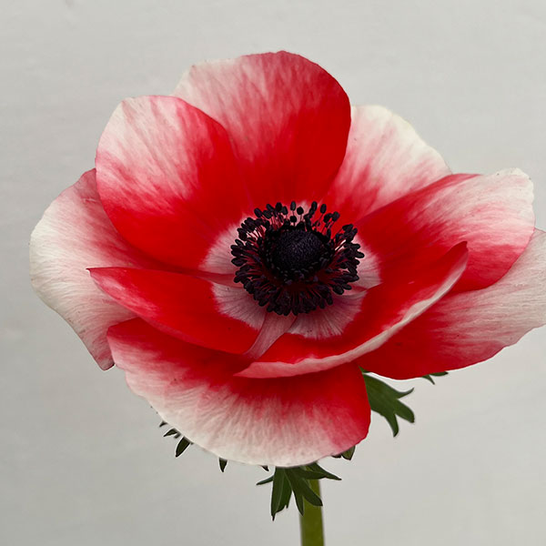 園芸ネット本店｜アネモネ：ミストラル レッド系3-3.5号ポット の通販