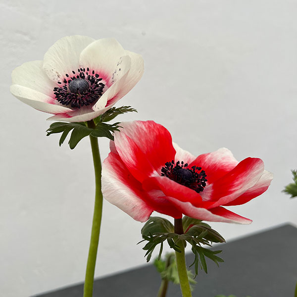 園芸ネット本店｜アネモネ：ミストラル レッド系3-3.5号ポット の通販