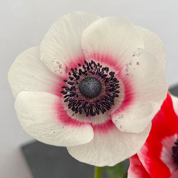 園芸ネット本店｜アネモネ：ミストラル レッド系3-3.5号ポット の通販