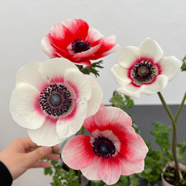 園芸ネット本店｜アネモネ：ミストラル レッド系3-3.5号ポット の通販