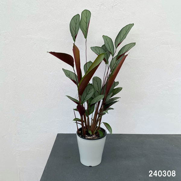 クテナンセ：セトーサ　5号鉢植え