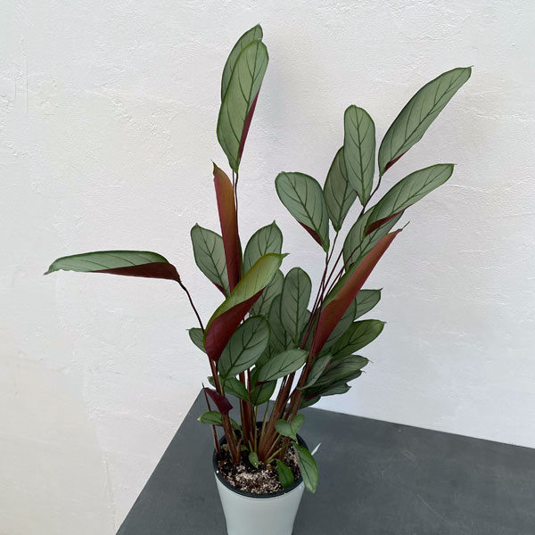 クテナンセ：セトーサ　5号鉢植え