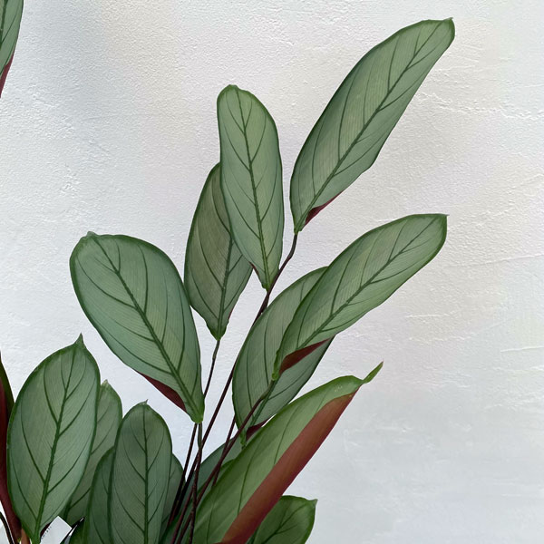 クテナンセ：セトーサ　5号鉢植え