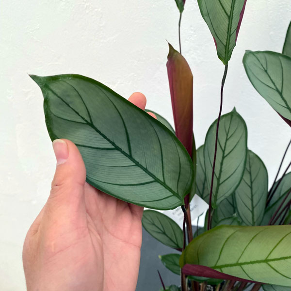 クテナンセ：セトーサ　5号鉢植え