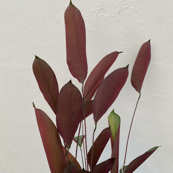 クテナンセ：セトーサ　5号鉢植え