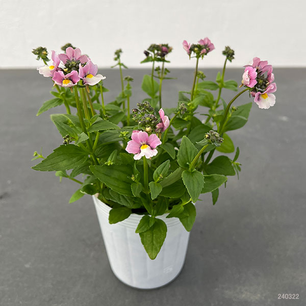 園芸ネット本店｜ネメシア：バイカラー3色植え3号ロングポット の通販