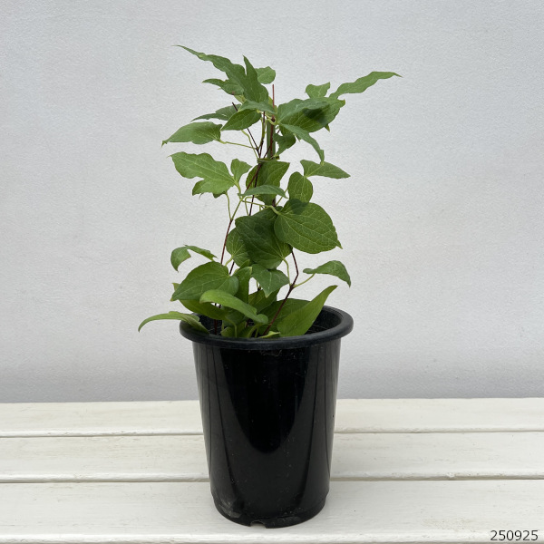 クレマチス:マジックファウンテン4号ポット(早咲大輪)