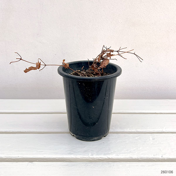 クレマチス:マジックファウンテン4号ポット(早咲大輪)