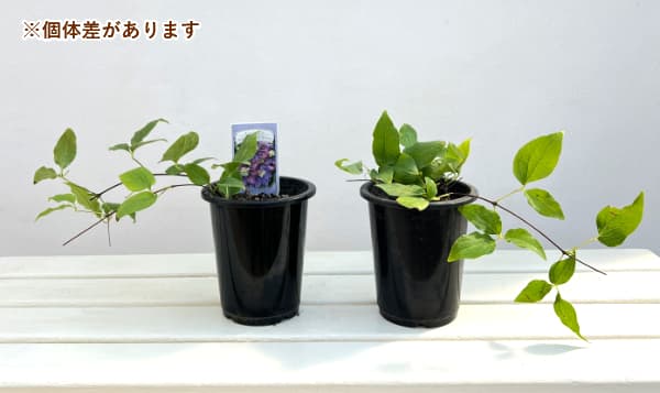 クレマチス:マジックファウンテン4号ポット(早咲大輪)