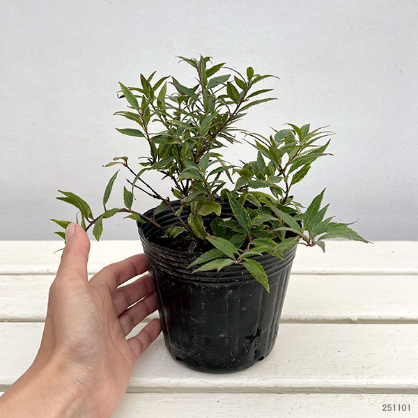 ウツギ:斑入り姫ウツギ(ヒメウツギ)3.5-4号ポット