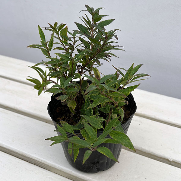 ウツギ:斑入り姫ウツギ(ヒメウツギ)3.5-4号ポット