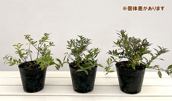 ウツギ:斑入り姫ウツギ(ヒメウツギ)3.5-4号ポット