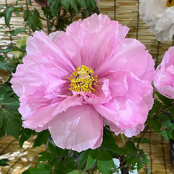 牡丹(ぼたん):花競(はなきそい)3~4年生苗8号鉢植え