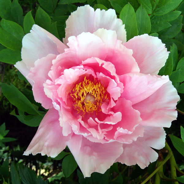 牡丹(ぼたん):花競(はなきそい)3~4年生苗8号鉢植え