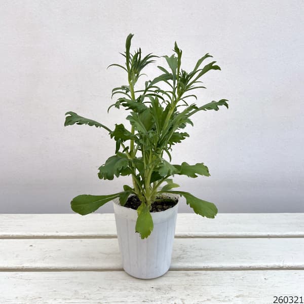 スカビオサ：ボンボンスクープ パンチ3-3.5号ポット