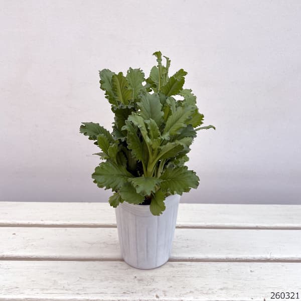 スカビオサ：ボンボンスクープ スイートネス3-3.5号ポット