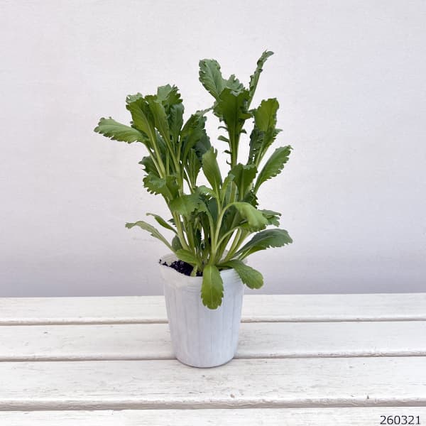 スカビオサ：ボンボンスクープ ウベ3-3.5号ポット