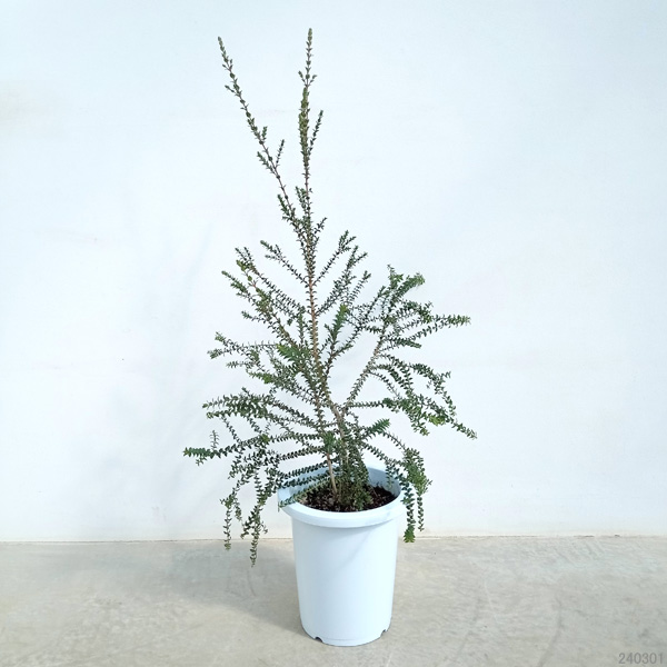 ①*:ஐ2種セット*:ஐメラレウカ・苗木【ヒューゲリ・スノーインサマー