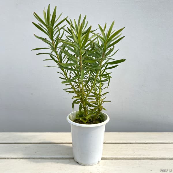 リューコスペルマム（ピンクッション）：サクセッション4号鉢植え