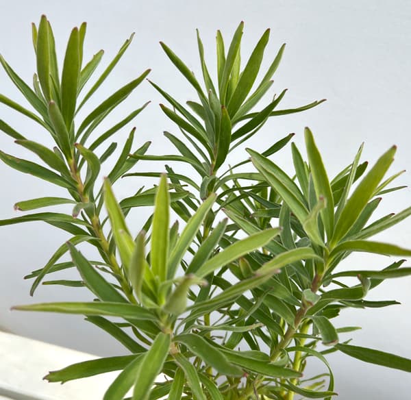 リューコスペルマム（ピンクッション）：サクセッション4号鉢植え