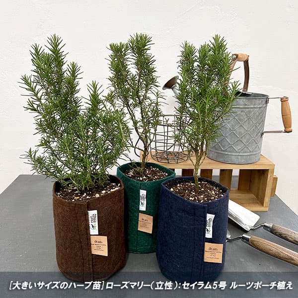 園芸ネット本店｜ローズマリー（立性）：セイラム5号（ルーツポーチ