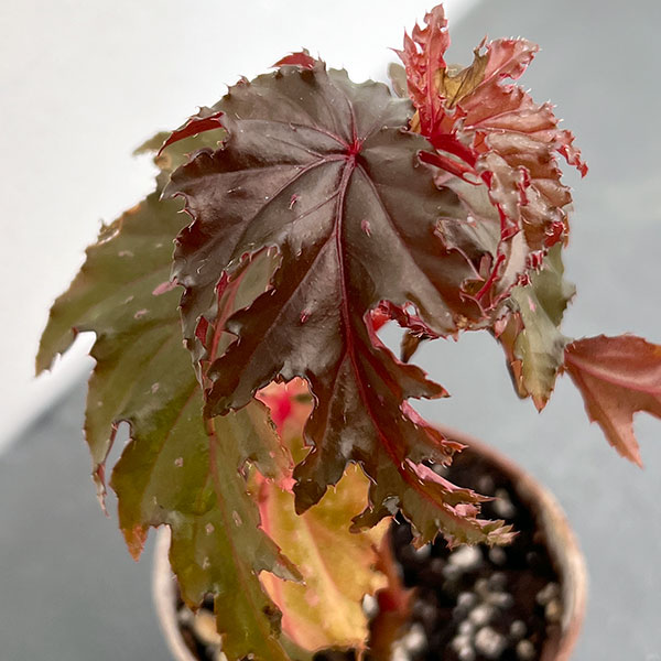 専用！Begonia Celata 原種ベゴニア セラータ ベゴニア原種