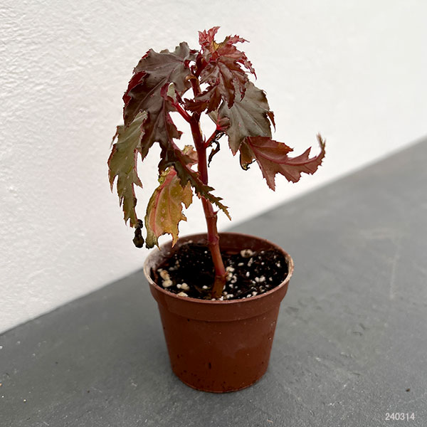 専用！Begonia Celata 原種ベゴニア　セラータ 専用！Begonia Celata 原種ベゴニア セラータ Begonia cv. ' ZERONIA