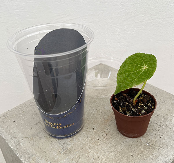 怪奇植物 ベゴニアメラノブラータ 新芽つき 激レア希少植物③ セール