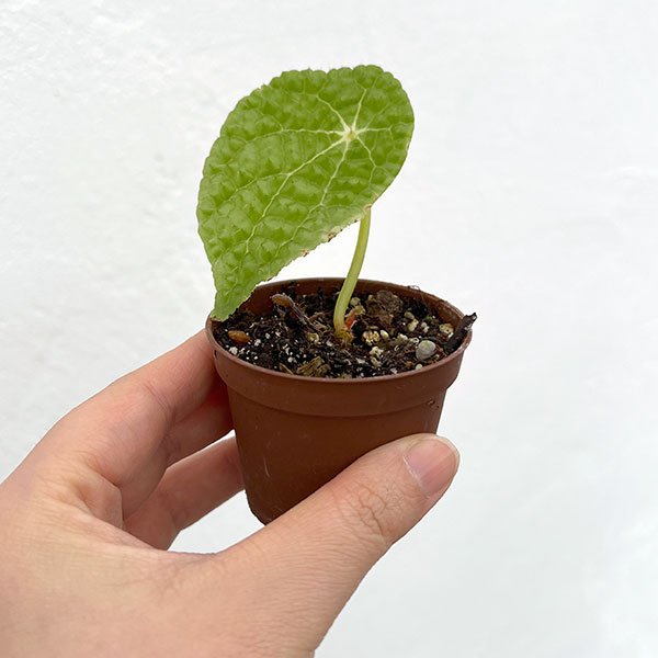 園芸ネット本店｜ベゴニア原種：ミクロスペルマ 3.5号プラカップ入り