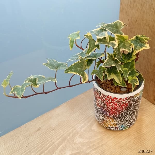 おまかせ観葉植物:エトワールガラス植え(赤) 3.5号