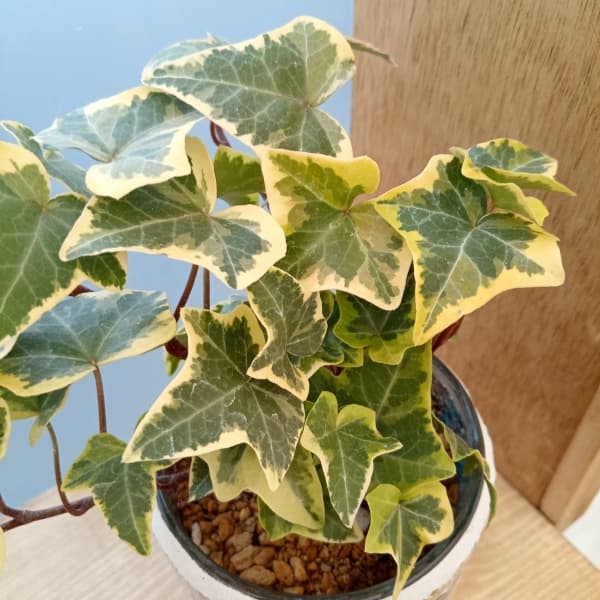 おまかせ観葉植物:エトワールガラス植え(赤) 3.5号