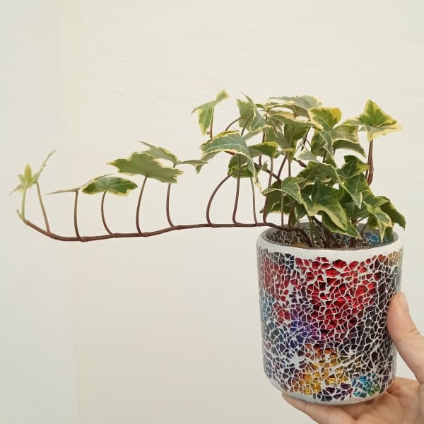 おまかせ観葉植物:エトワールガラス植え(赤) 3.5号