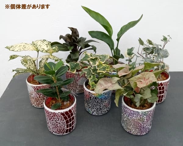 おまかせ観葉植物:エトワールガラス植え(赤) 3.5号