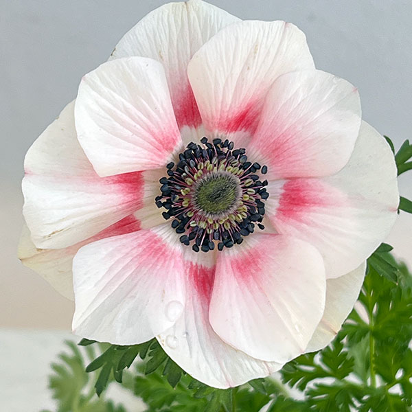 アネモネ:絢花(アヤカ)ピンク系3~3.5号ポット