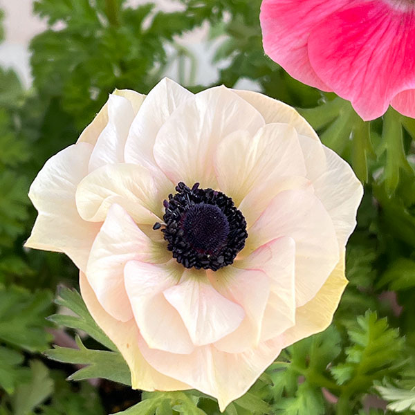 アネモネ:絢花(アヤカ)ピンク系3~3.5号ポット