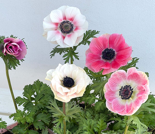 アネモネ:絢花(アヤカ)ピンク系3~3.5号ポット